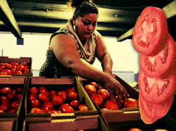 Consumir jitomate nos protege contra la hipertensión, previene la formación de coágulos y reduce el riesgo de sufrir eventos cardiovasculares. AP / ARCHIVO