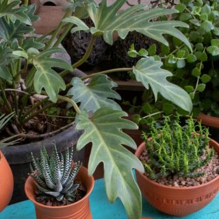 ¿Por qué no se recomienda regar las plantas durante el día?