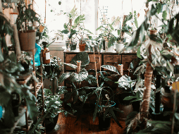 Cultivar un pequeño ecosistema doméstico invita a la reflexión sobre el ritmo de la vida y la importancia de la paciencia. Unsplash.