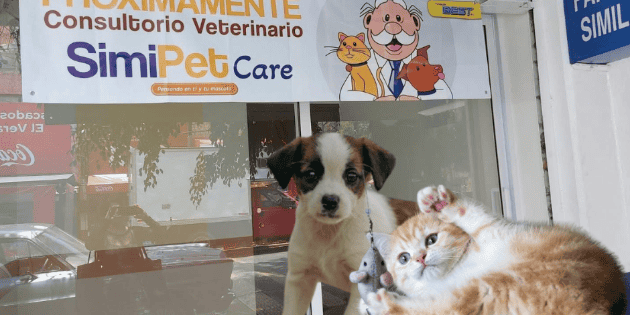 Simi Pet ¿Dr. Simi tendrá consultorios veterinarios? Esto sabemos sobre 'SimiPet ...