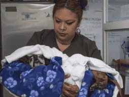 Este es el primero que se registra en la capital del estado. ESPECIAL