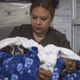 Confirman primer caso de gusano barrenador en Mérida; fue detectado en un perro