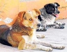 Especialistas recomiendan revisar diariamente a las mascotas, especialmente en zonas rurales o húmedas, para detectar posibles infecciones. SUN/Archivo