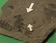 El Museo Paleontológico de Elche (MUPE) ha expuesto por primera vez al público un fósil excepcional: el holotipo de una nueva especie de insecto, única en el mundo. EFE / ARCHIVO