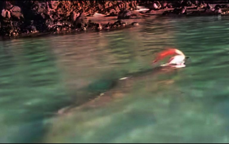 El pez remo puede subir a la superficie por factores como variaciones en las corrientes oceánicas, cambios en la temperatura del agua o problemas de salud. TIKTOK/@atlenxa_