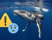Por ahora, las aguas mexicanas del Pacífico continúan siendo testigos de un desastre ecológico que amenaza el futuro de una de las especies más representativas del océano y de los ecosistemas que la rodean. CANVA