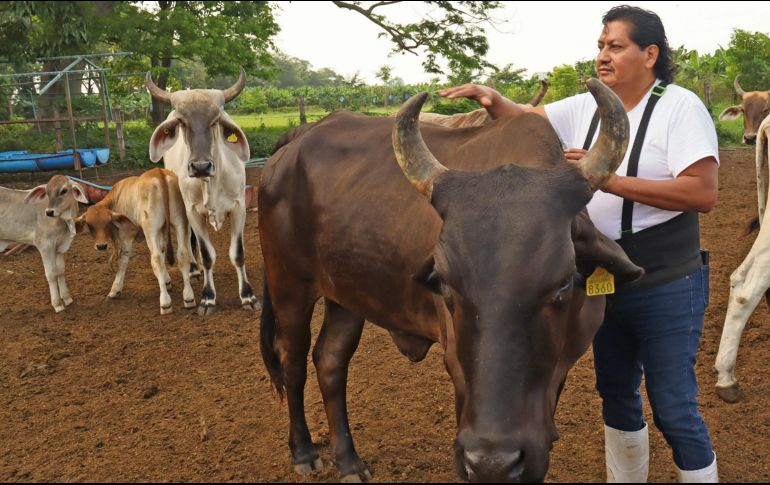 Empresarios se encuentran preocupados ante el impacto de la plaga. EFE