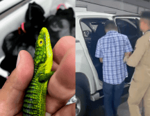 Los animales fueron enviados a un centro de atención especializado bajo resguardo de Semarnat, debido a las malas condiciones en las que se encontraban. PROFEPA