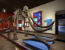 Jalisco tiene todavía restos del transcurso de los siglos aguardados a ser descubiertos muy profundo bajo las entrañas de la tierra. ESPECIAL / MUSEO REGIONAL