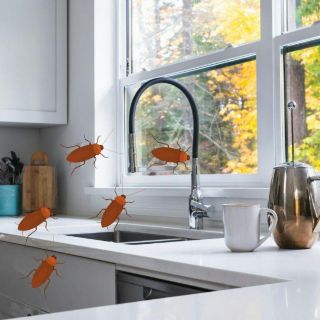 Este es el electrodoméstico preferido por las cucarachas