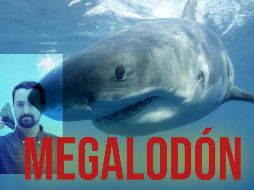 McCormack sostiene un diente fosilizado de un megalodón. AP / EFE / ARCHIVO