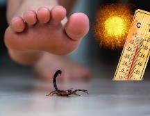 Los bichos suelen moverse mejor en espacios oscuros, por lo que anidan en lugares de poco movimiento, o en los rincones de cocinas, baños, y alcantarillas. ESPECIAL / CANVA