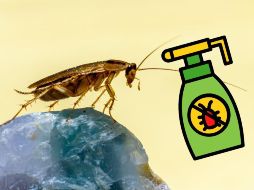 Generalmente se usa un agente químico para combatir las plagas de cucarachas. UNSPLASH / E. Karits