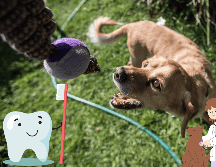 El mal aliento en las mascotas es normal, a menos que sea persistente,  es momento de acudir cuanto antes a tu clínica veterinaria más cercana. SUN / ARCHIVO