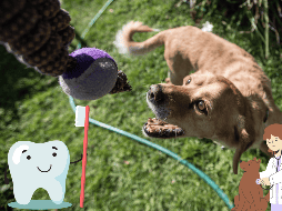 El mal aliento en las mascotas es normal, a menos que sea persistente,  es momento de acudir cuanto antes a tu clínica veterinaria más cercana. SUN / ARCHIVO