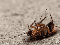 La recomendación general es mantener los espacios limpios, sellar rendijas y grietas, y evitar acumular basura. ESPECIAL / Canva