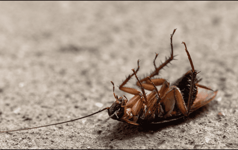 La recomendación general es mantener los espacios limpios, sellar rendijas y grietas, y evitar acumular basura. ESPECIAL / Canva