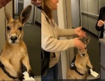 En el inicio del video, se muestra una escena en la que una mujer discute con una sobrecargo. Aunque no se distingue con claridad el diálogo, se puede intuir que la discusión gira en torno a un pequeño marsupial que se encuentra entre ambas.  ESPECIAL