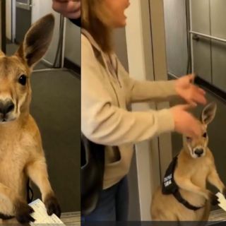 Niegan abordaje a canguro de "apoyo emocional" y se viraliza, ¿fue producto de la IA?