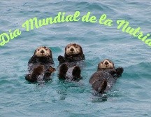 En conmemoración de la fecha, te invitamos a que conozcas los datos más curiosos sobre las nutrias. UNSPLASH / K. Gadge