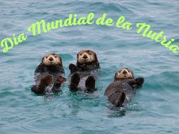 En conmemoración de la fecha, te invitamos a que conozcas los datos más curiosos sobre las nutrias. UNSPLASH / K. Gadge