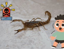 Pon atención y toma en cuenta las medidas que aquí te compartimos para que evites este peligroso arácnido en tu casa. NTX / ARCHIVO