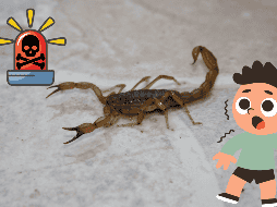 Pon atención y toma en cuenta las medidas que aquí te compartimos para que evites este peligroso arácnido en tu casa. NTX / ARCHIVO