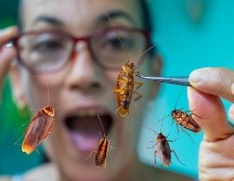 El miedo a las cucarachas es una de las fobias más comunes, y que afecta a personas de todas las edades. ESPECIAL / CANVA