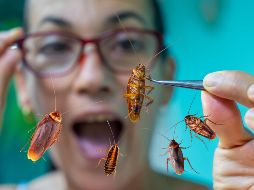 El miedo a las cucarachas es una de las fobias más comunes, y que afecta a personas de todas las edades. ESPECIAL / CANVA