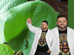 Diversos estudios han señalado que, en proporciones moderadas, la hoja santa podría aportar beneficios. Se le atribuyen propiedades antifúngicas y antimicrobianas, lo que sugiere que no todo lo relacionado con el safrol es necesariamente negativo. FACEBOOK/Rafa Carbajal