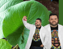 Diversos estudios han señalado que, en proporciones moderadas, la hoja santa podría aportar beneficios. Se le atribuyen propiedades antifúngicas y antimicrobianas, lo que sugiere que no todo lo relacionado con el safrol es necesariamente negativo. FACEBOOK/Rafa Carbajal