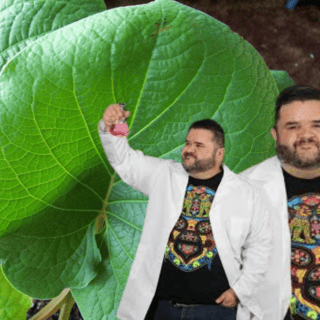 ¿Qué tan tóxica es la hoja santa? el tiktoker Rafa Carbajal, responde