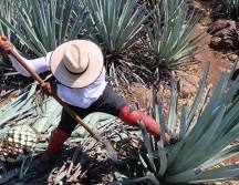 Hace siete meses fue lanzada la convocatoria para que productores de agave obtengan la marca de certificación. CORTESÍA