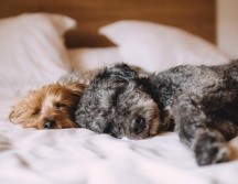 Los pelos de perro son difíciles de limpiar, ya que se pegan en todo tipo de lugares. Pixabay