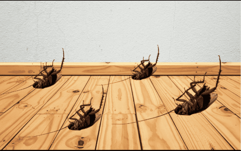 Sitios oscuros, húmedos y con restos de comida resultan especialmente atractivos para las cucarachas. ESPECIAL