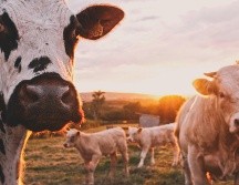 Esta plaga, erradicada en México en 1991, volvió a registrarse a fines de 2024, lo que ha representado un peligro para el comercio de ganado de pie. UNSPLASH