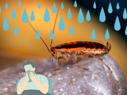 Estas son algunas enfermedades que pueden transmitir o provocar, según Chat GPT. UNSPLASH / E. Karits