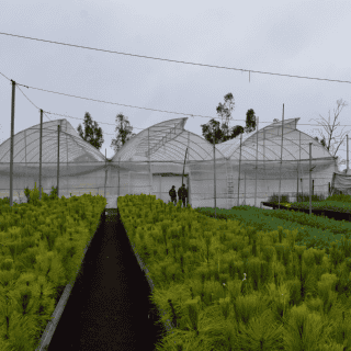 Consejo Regulador de Tequila impulsa producción de plantas para reforestación