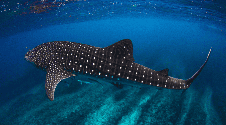 Este sitio destaca por ofrecer un entorno propicio para el desarrollo de estos gigantes del mar, gracias a la abundancia de nutrientes y la estabilidad térmica de sus aguas. CANVA
