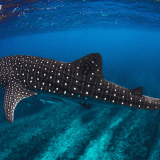 Lanzan nuevo documental para salvar al tiburón ballena en BCS