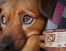 La RUAC es un trámite obligatorio en la Ciudad de México. Pixabay/ESPECIAL