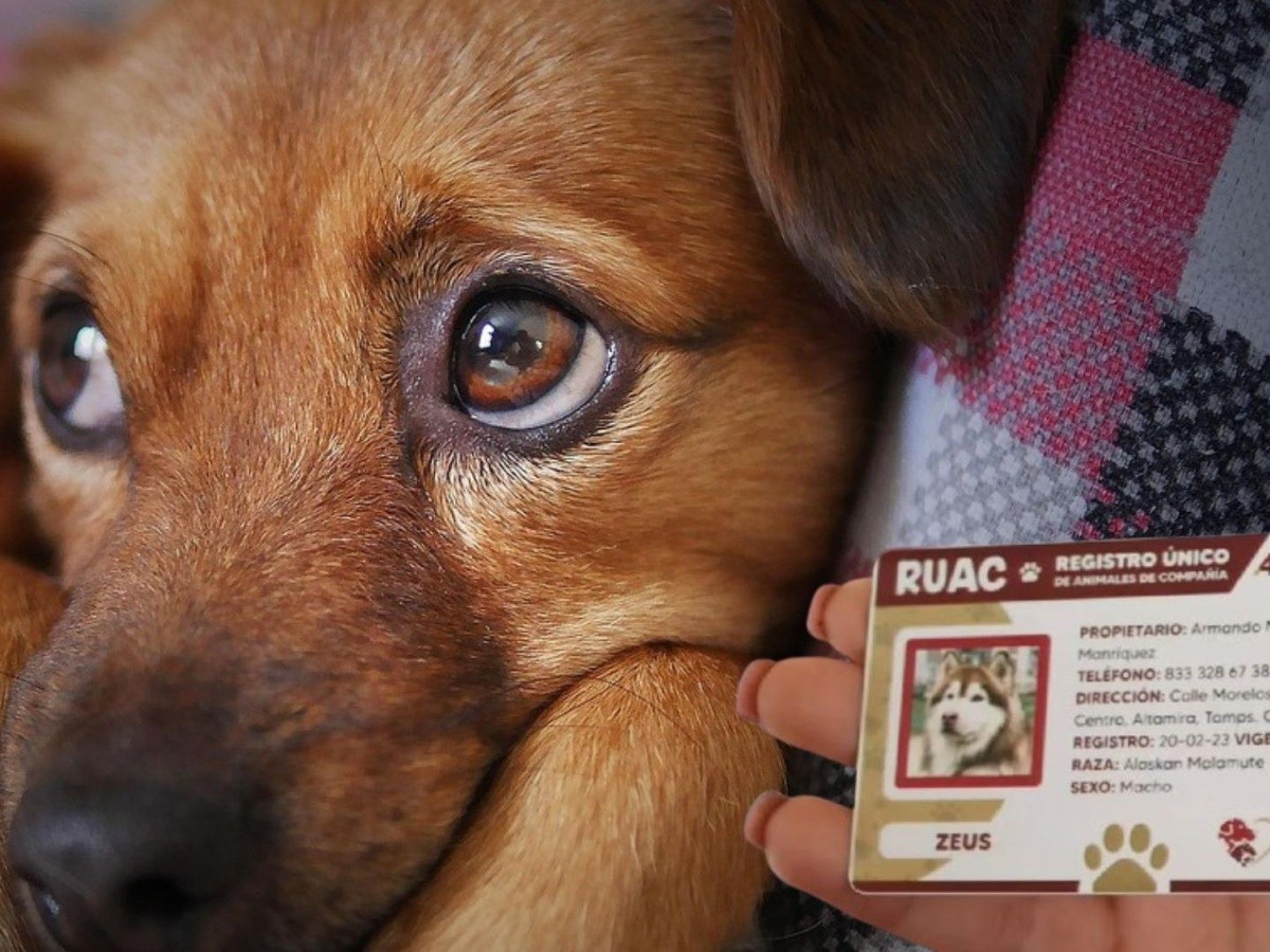 necesito registrar a mi perro en la ciudad
