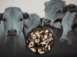 Autoridades hacen un llamado a los ganaderos y ciudadania en general para que reporten cualquier cosa apegado con el gusano barrenador. ESPECIAL / PEXELS