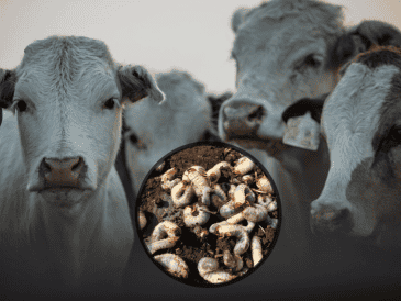 Autoridades hacen un llamado a los ganaderos y ciudadania en general para que reporten cualquier cosa apegado con el gusano barrenador. ESPECIAL / PEXELS