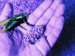 A medida que las larvas crecen, pueden provocar una sensación de movimiento debajo de la piel y causar dolor intenso. ESPECIAL / Canva