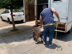 Personal del Ministerio Público de Crueldad Animal acudió al lugar señalado donde encontraron dentro del predio mencionado a una burrita y el perro. CORTESÍA.