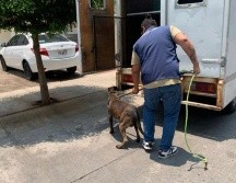 Personal del Ministerio Público de Crueldad Animal acudió al lugar señalado donde encontraron dentro del predio mencionado a una burrita y el perro. CORTESÍA.