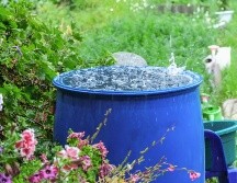 Recolectar agua de lluvia es benéfico tanto para el hogar como para el medio ambiente, y también para aquellas colonias que sufren escasez de agua. ESPECIAL / CANVA