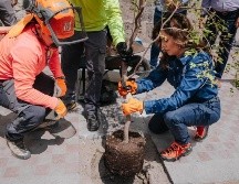 El primer paso consistió en la plantación de un fresno frente a la Rotonda de los Jaliscienses Ilustres, en sustitución de una Galeana, un árbol que ya estaba enfermo y que era un riesgo para la ciudadanía. CORTESÍA.