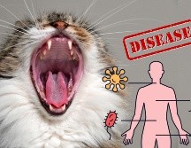 Con los cuidados adecuados, la convivencia con gatos no solo es segura, sino también beneficiosa para la salud emocional y mental.  CANVA